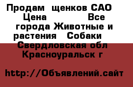 Продам ,щенков САО. › Цена ­ 30 000 - Все города Животные и растения » Собаки   . Свердловская обл.,Красноуральск г.